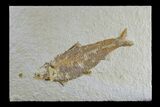 Detailed Fossil Fish (Knightia) - Wyoming #165861-1